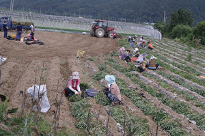 경주생활개선회, 감자·옥수수 등 공동과제포 8300㎡ 운영