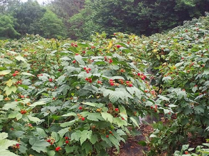 ‘포항장기산딸기, 영일만 검은돌장어’ 지리적표시단체표장 출원