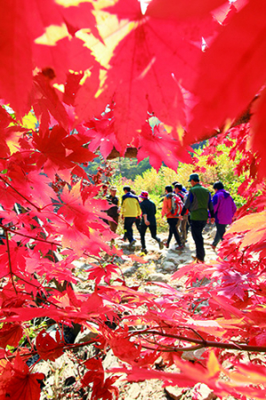  설악산 단풍 절정