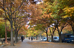“도심속 가을 느껴보세요”