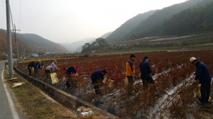 영양군 입암면, 농촌 일손돕고 행복 나눠요