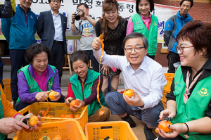 구미시, 박정희 생가 감 수확해 곶감 만들기