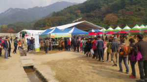 우리 품종 ‘감홍’ 사과 맛보러 문경으로 오세요~