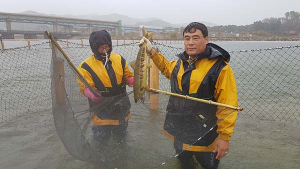 울진 왕피천에 연어가 돌아왔다