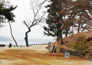 도산서원 ‘금송’ 담장 밖으로 옮기다