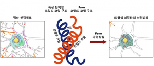 DGIST‚ 퇴행성 뇌질환 초기 발병 원리 규명