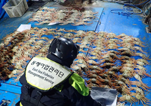 포항해경, 불법대게 남획 3년간 추적 끝에 검거