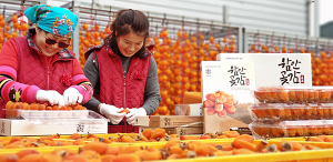경남 함안곶감축제 준비 ‘한창’