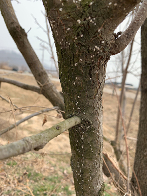 감나무 주산지 상주·청도에 깍지벌레류 기승