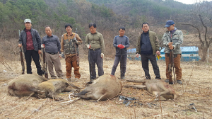 김천시, 도심 출몰 멧돼지 4마리 포획