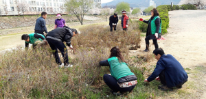 구미시, 구미천 영산홍 식재