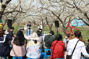 ‘2019 김천자두꽃축제’ 성료… 시민들 마음에 행복 물들다