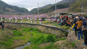 복사꽃 눈길 닿는 곳마다 탄성…영천복사꽃 전국사진촬영대회