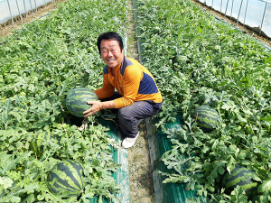 최고의 맛 명품 고령 ‘우곡수박’ 첫 출하