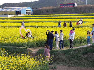 호미곶 유채꽃단지, 주말 10만여명 상춘객 봄 만끽