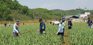 대구 북구청 공무원봉사회, 농촌 일손돕기 봉사활동 펼쳐
