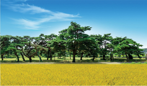 예천군, 신규 군목으로 ‘소나무’ 선정