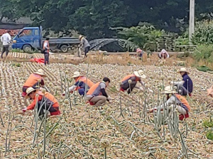 한전, 농촌일손돕기 사회공헌 활동 전개