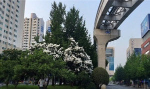 대구도시철도 3호선 밑 가로수 안전 위협