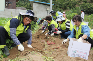 대구농협, 미대동서 수확철 농촌일손돕기