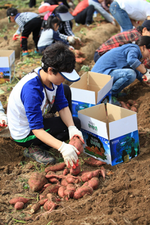 울진엑스포공원서 고구마 수확 체험하세요~
