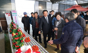 경북 대표 딸기 ‘산타’ 이어 ‘알타킹’ 등장
