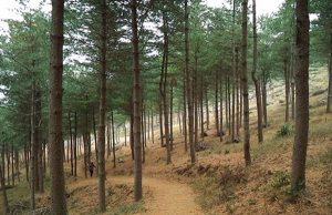 경북도, 숲가꾸기 사업에 513억원 투입