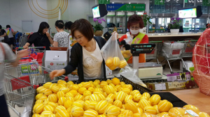 성주참외 본격생산…이제는 국민과일!