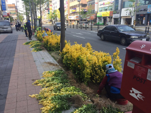 포항시, 컬러관목 식재로 생기넘치는 도심 조성