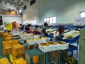 경북통상㈜, 코로나19 불구 농특산품 해외수출 급증