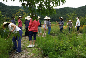 울진군, 약초 활용한 원예치유 프로그램 시범 운영…사회적 서비스 제공