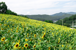 영덕군 대둔산 둘레길 해바라기 꽃 장관이뤄