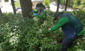 경북 최북단 봉화서 차나무 재배에 도전한다