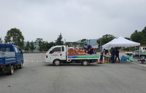 의성군, 의성마늘목장 사료가공용 의성마늘 수매