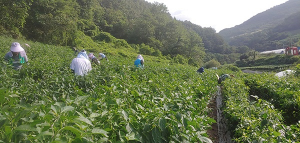 영양읍 농촌일손돕기, 고추수확에 구슬땀 