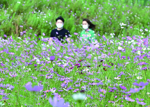 활짝핀 ‘코스모스’ 사이로