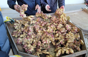 안동생강 수매가 20% 떨어졌다…“재배면적 증가 요인”