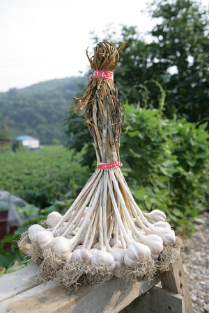 의성군, 한지마늘 육성지원사업 추진