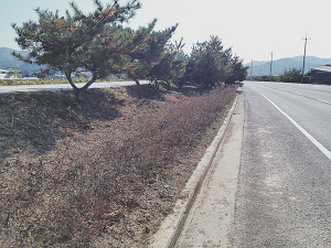 경산시 용성면에 꽃댕강나무 식재