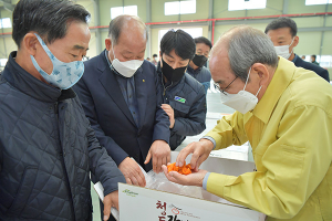 청도군, 반시 활용 감말랭이 경매 실시