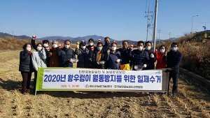 청도군, 왕우렁이 월동방지 위한 일제수거
