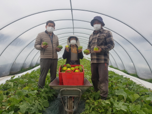 고령군 성산면, 고품격 파파야멜론 첫 출하