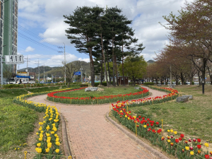    상주시 북천 변 벚꽃 진 뒤 튤립 본격 개화