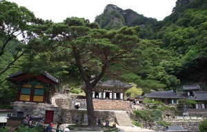 도, 보호수 스토리텔링 관광자원화