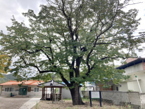 청송군 보호수 보존 정비