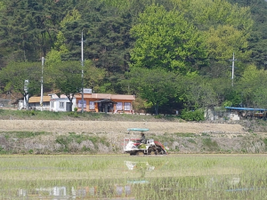 고령군, 대가야읍 본관리 일대 첫 모내기 실시