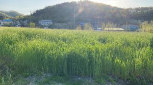 상주시 농기센터 조사료 품질 분석