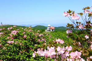 영주 소백산 철쭉제 온라인으로 개최