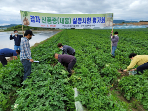 구미 감자신품종 적응 평가회