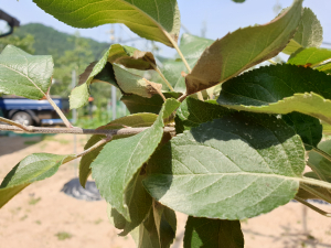 과수 화상병 첫 확진농가 발생 안동시, 추가확산 차단에 총력
